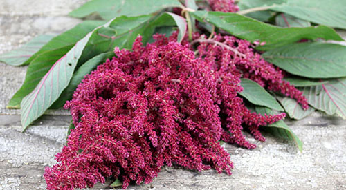 Amaranth – is it suitable for people with Histamine Intolerance?